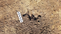 Hydrochoerus hydrochaeris