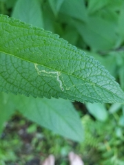 Liriomyza carphephori