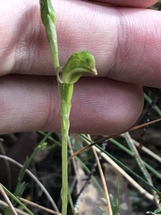 Pterostylis jonesii