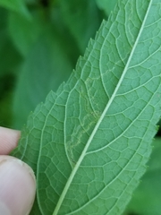 Liriomyza carphephori