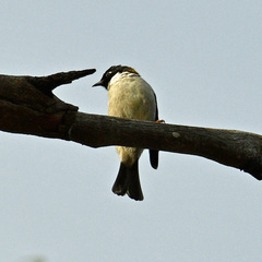 Melithreptus affinis