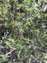 Pultenaea procumbens
