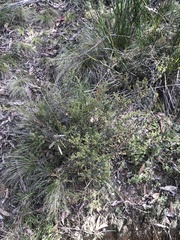 Pultenaea procumbens