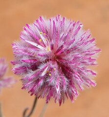 Ptilotus helipteroides