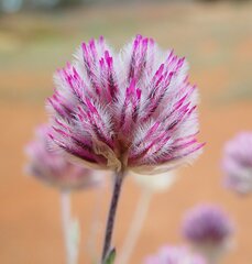Ptilotus helipteroides