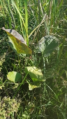 Echinodorus grandiflorus