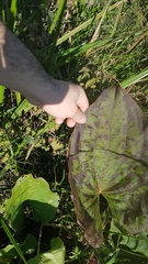 Echinodorus grandiflorus