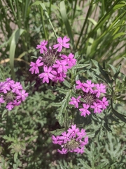 Glandularia chiricahensis