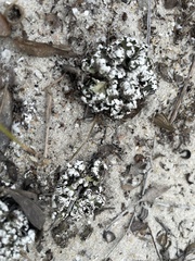 Cladonia prostrata