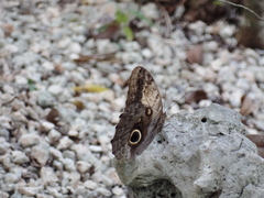 Caligo telamonius memnon