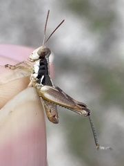 Melanoplus gurneyi