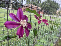Clematis viticella