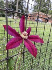 Clematis viticella