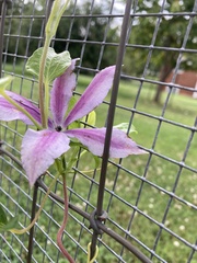 Clematis viticella