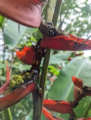 Mahanarva costaricensis