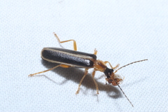 Podabrus brunnicollis