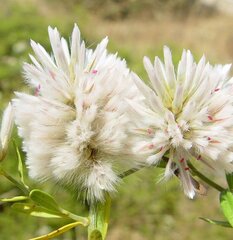 Ptilotus divaricatus