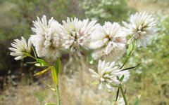 Ptilotus divaricatus