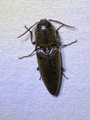 Orthostethus