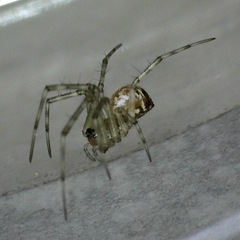 Theridion pyramidale