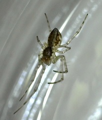 Theridion pyramidale