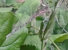 Enallagma carunculatum