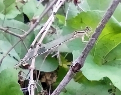 Enallagma carunculatum