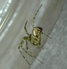 Theridion pyramidale