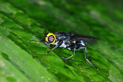 Cyphomyia wiedemanni