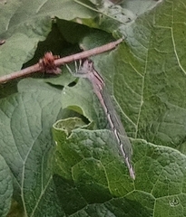 Enallagma carunculatum