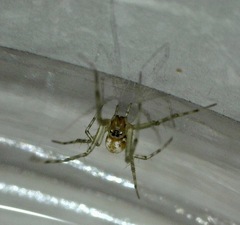 Theridion pyramidale