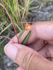 Ludwigia maritima
