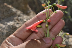 Penstemon barbatus torreyi