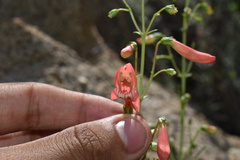 Penstemon barbatus torreyi