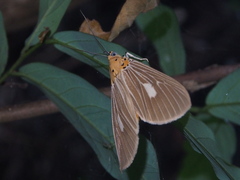 Asota plaginota