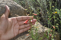 Penstemon barbatus torreyi