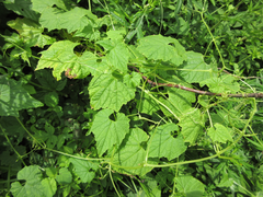 Schizopepon bryoniifolius