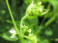 Schizopepon bryoniifolius