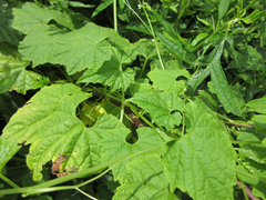 Schizopepon bryoniifolius