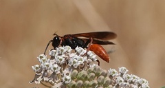 Sphex ashmeadi