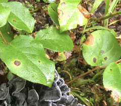 Mycosphaerella chimaphilae