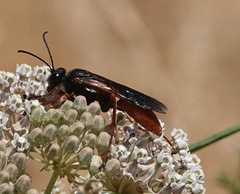 Sphex ashmeadi
