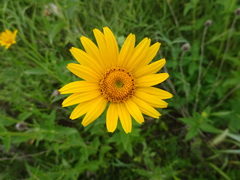 Heliopsis