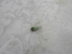 Xerophloea