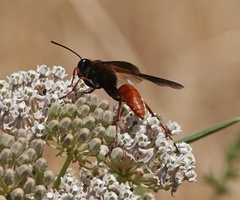 Sphex ashmeadi