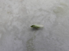 Xerophloea