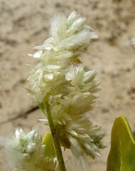 Ptilotus villosiflorus