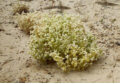 Ptilotus villosiflorus