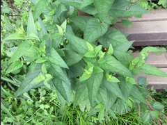 Scrophularia kakudensis