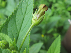 Scrophularia kakudensis